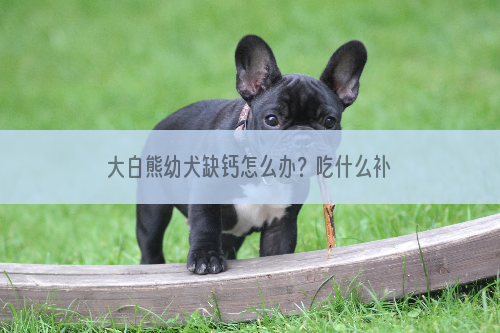 大白熊幼犬缺钙怎么办？吃什么补钙？