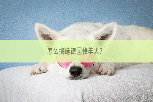 怎么挑选德国牧羊犬？