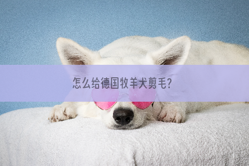 怎么给德国牧羊犬剪毛？