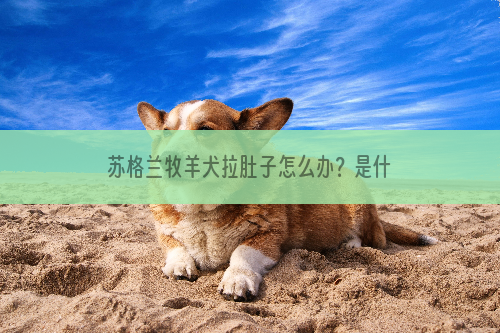 苏格兰牧羊犬拉肚子怎么办？是什么原因？