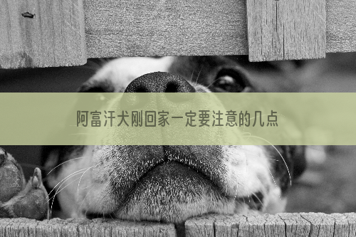 阿富汗犬刚回家一定要注意的几点禁忌