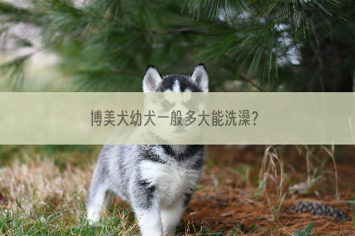 博美犬幼犬一般多大能洗澡？