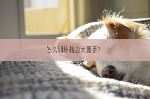 怎么训练格力犬握手？