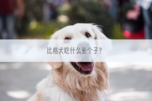 比格犬吃什么长个子？