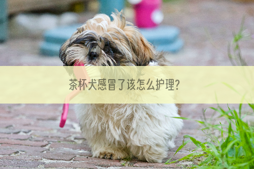 茶杯犬感冒了该怎么护理？