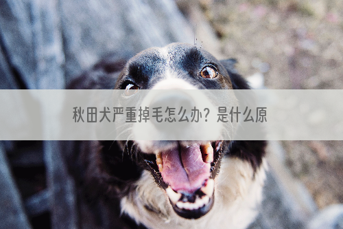 秋田犬严重掉毛怎么办？是什么原因？