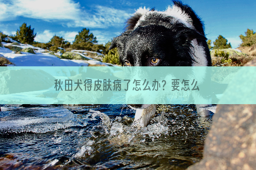 秋田犬得皮肤病了怎么办？要怎么解决？