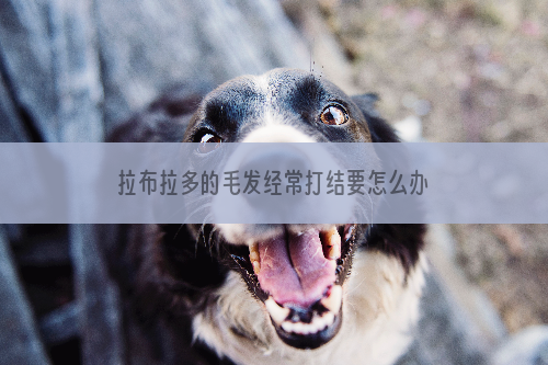 拉布拉多的毛发经常打结要怎么办？