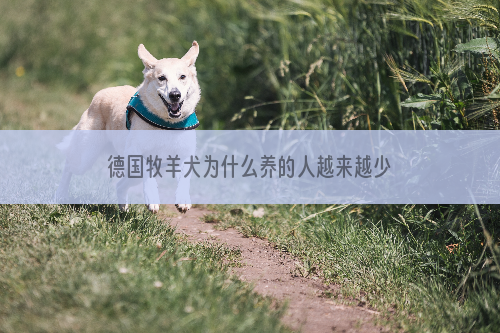 德国牧羊犬为什么养的人越来越少了