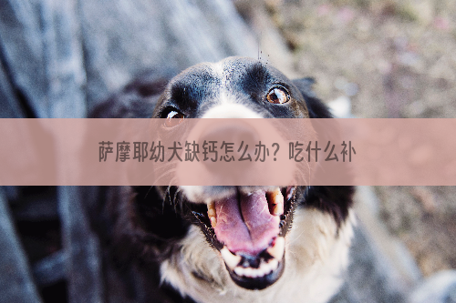 萨摩耶幼犬缺钙怎么办？吃什么补钙？