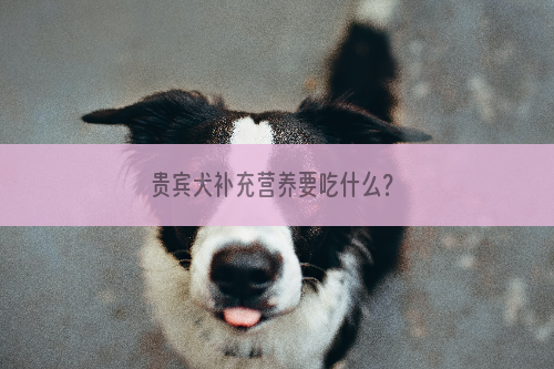 贵宾犬补充营养要吃什么？