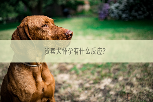 贵宾犬怀孕有什么反应？