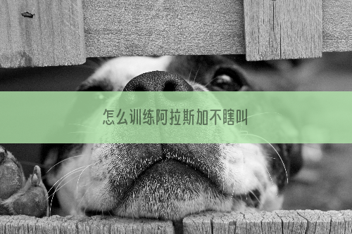 怎么训练阿拉斯加不瞎叫