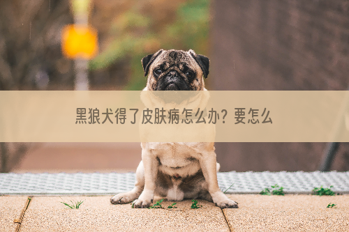 黑狼犬得了皮肤病怎么办？要怎么解决？