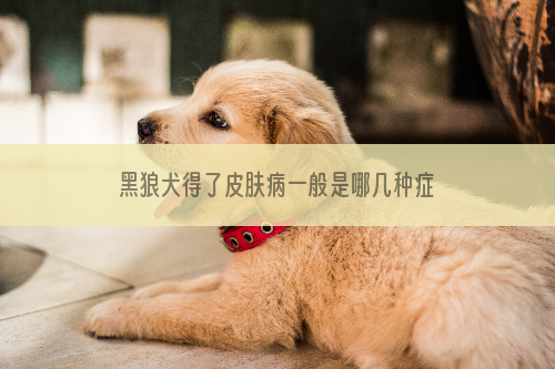 黑狼犬得了皮肤病一般是哪几种症状？