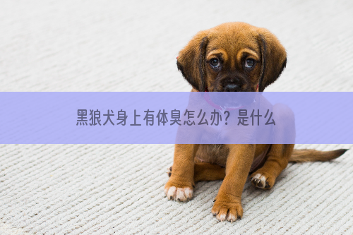 黑狼犬身上有体臭怎么办？是什么原因？