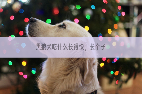 黑狼犬吃什么长得快，长个子