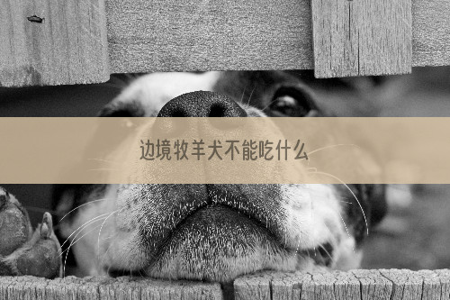 边境牧羊犬不能吃什么