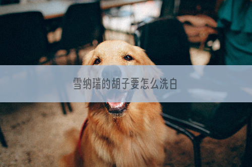 雪纳瑞的胡子要怎么洗白