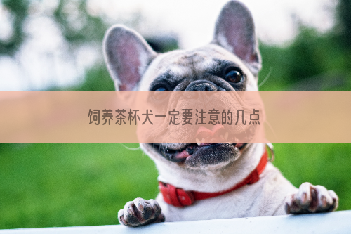 饲养茶杯犬一定要注意的几点