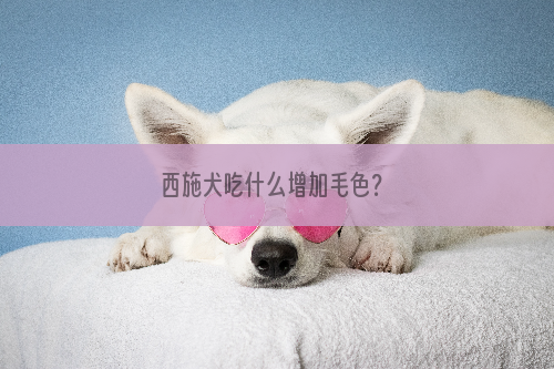 西施犬吃什么增加毛色？