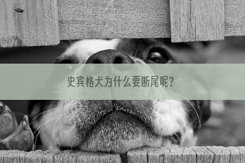 史宾格犬为什么要断尾呢？