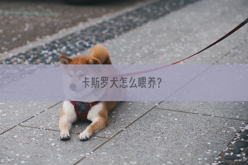 卡斯罗犬怎么喂养？