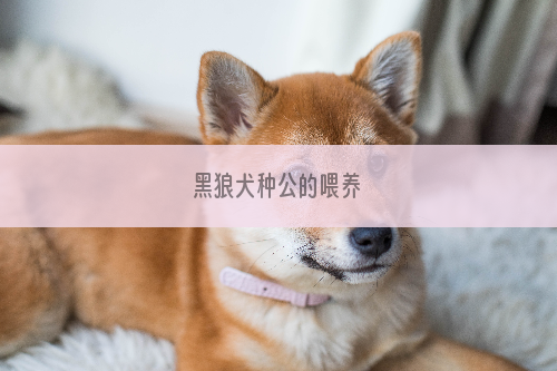 黑狼犬种公的喂养