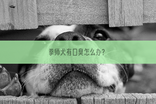 拳师犬有口臭怎么办？