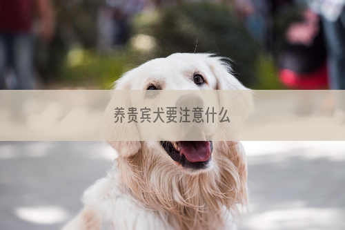 养贵宾犬要注意什么