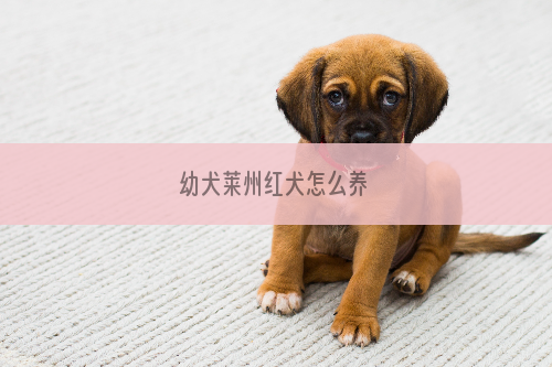 幼犬莱州红犬怎么养