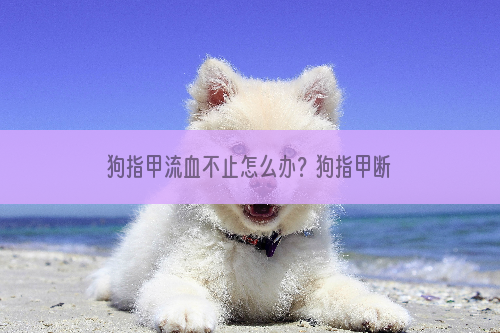 狗指甲流血不止怎么办？狗指甲断了出血怎么办？