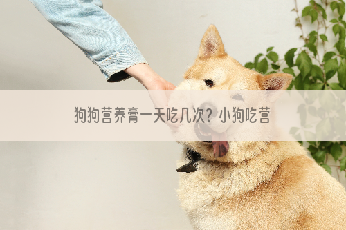 狗狗营养膏一天吃几次？小狗吃营养膏注意事项