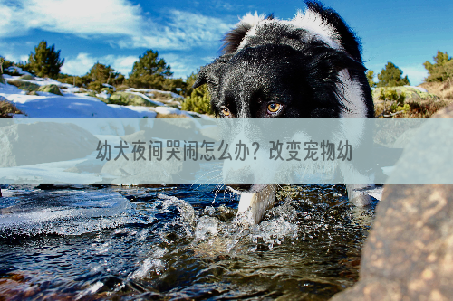 幼犬夜间哭闹怎么办？改变宠物幼犬夜间哭闹攻略