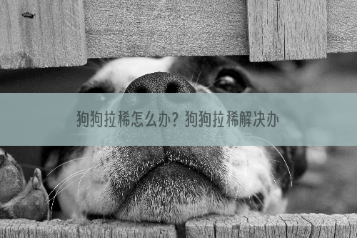 狗狗拉稀怎么办？狗狗拉稀解决办法盘点