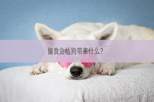 偏食会给狗带来什么？