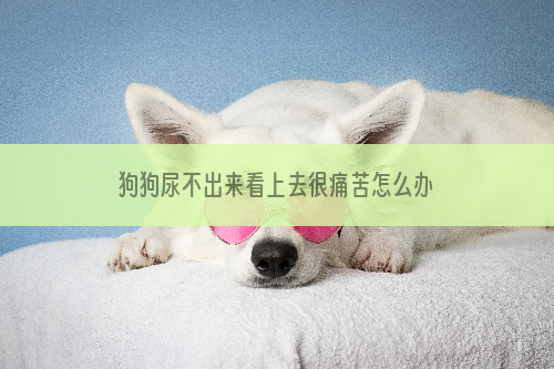 狗狗尿不出来看上去很痛苦怎么办？