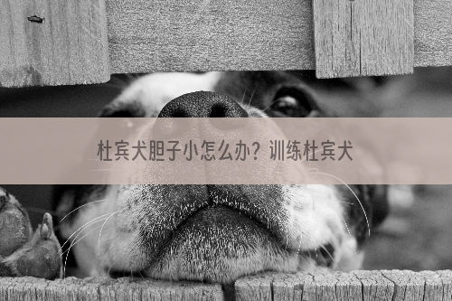 杜宾犬胆子小怎么办？训练杜宾犬胆量的方法