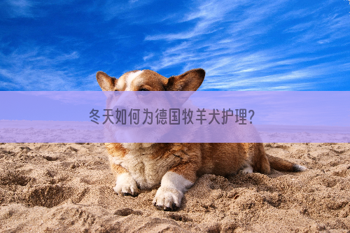 冬天如何为德国牧羊犬护理？