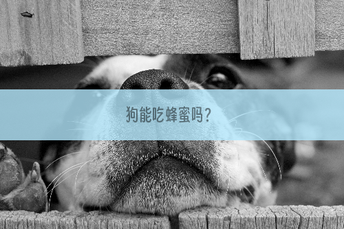 狗能吃蜂蜜吗？