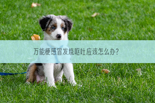 万能梗感冒发烧呕吐应该怎么办？