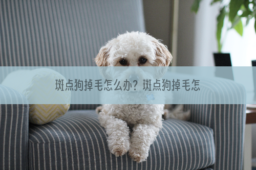 斑点狗掉毛怎么办？斑点狗掉毛怎么处理？