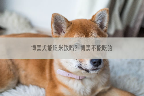 博美犬能吃米饭吗？博美不能吃的东西有哪些？