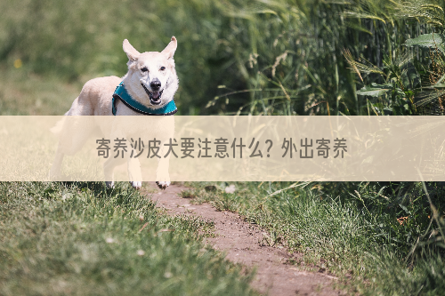 寄养沙皮犬要注意什么？外出寄养沙皮犬须做好三大准备