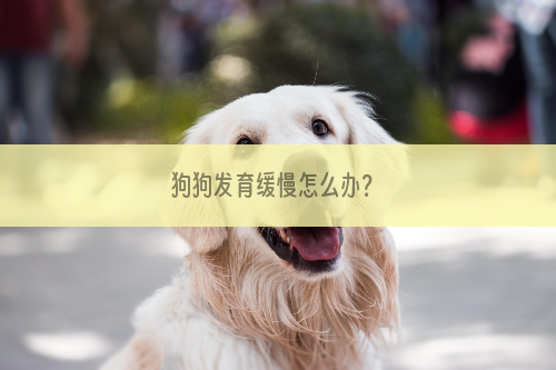 狗狗发育缓慢怎么办？