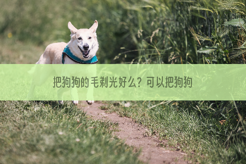 把狗狗的毛剃光好么？可以把狗狗的毛全剃光么？