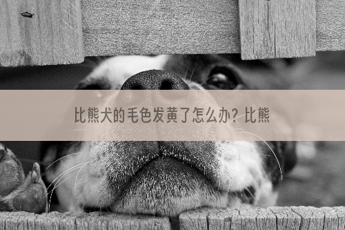 比熊犬的毛色发黄了怎么办？比熊犬的毛色发黄怎么洗？