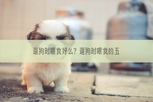 遛狗时喂食好么？遛狗时喂食的五种不良状况