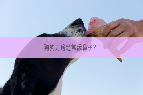 狗狗为啥经常舔鼻子？