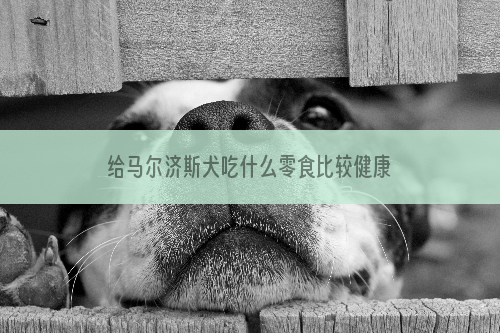 给马尔济斯犬吃什么零食比较健康？